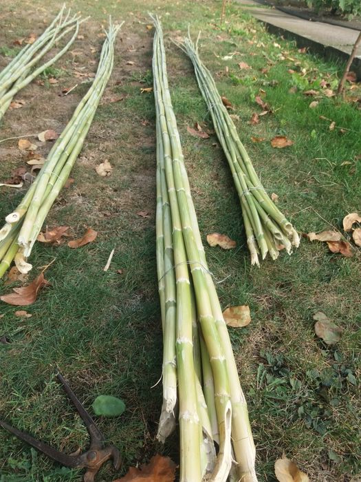 Vand BAMBUS producție 2025.