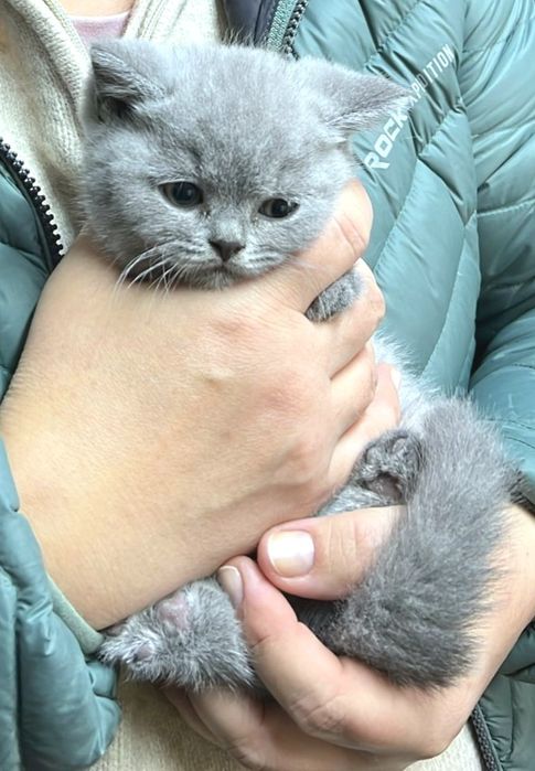Pisic British Shorthair blue