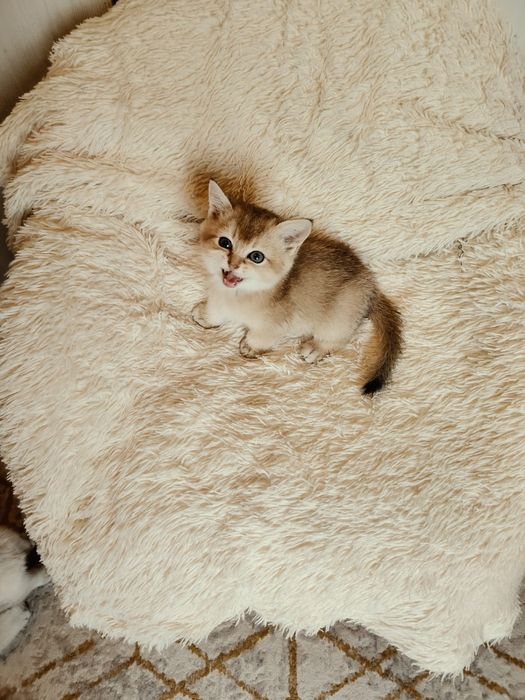 Шотландские котята
