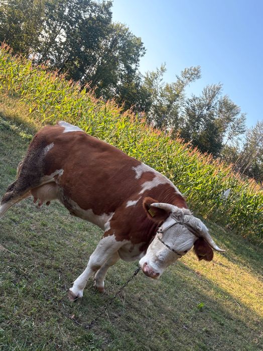 vând vaca bălțata românăeasxa