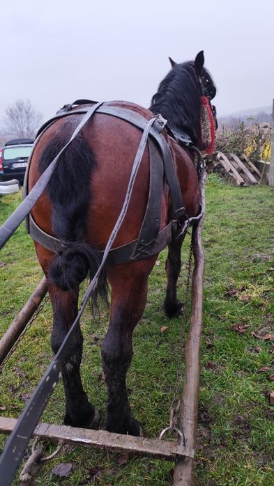 Vând sau schimb armăsar de șase ani e cuminte e blând trage bine