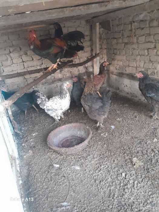 Хонаки кора товуклар