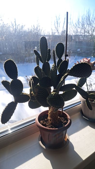 Кактус  Опунция.