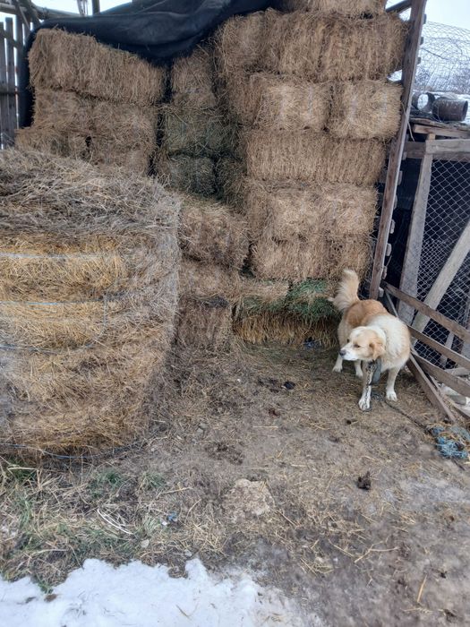 Vand balotii de lucerna
