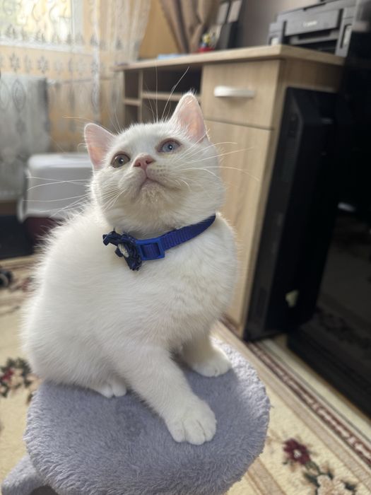 British shorthair -longhair, scotish fold