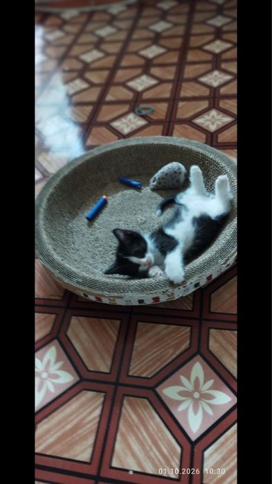 Отдам котят в добрые руки