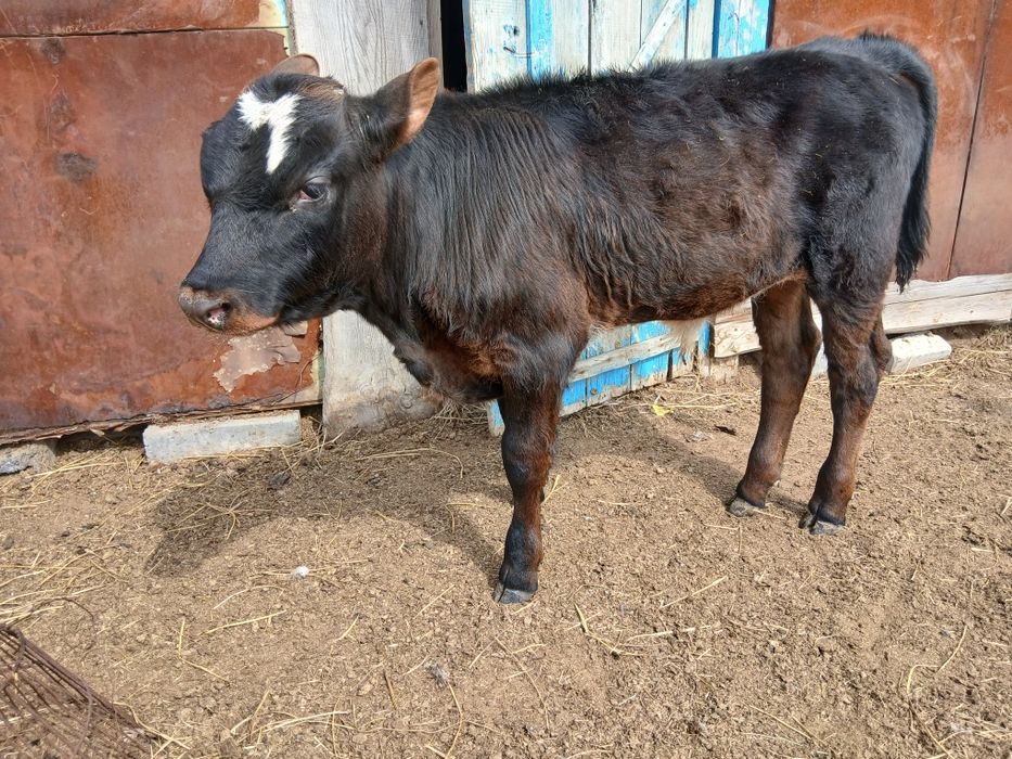 Продам бычков 5-6 месяцев
