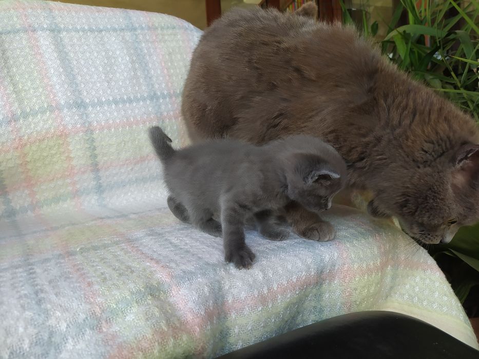 Сиво руско коте (момче)