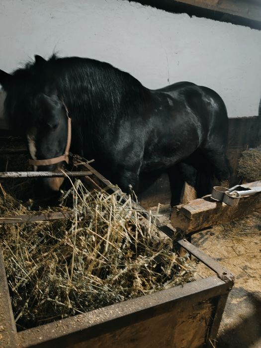 Cai de vanzare se vand inhamati