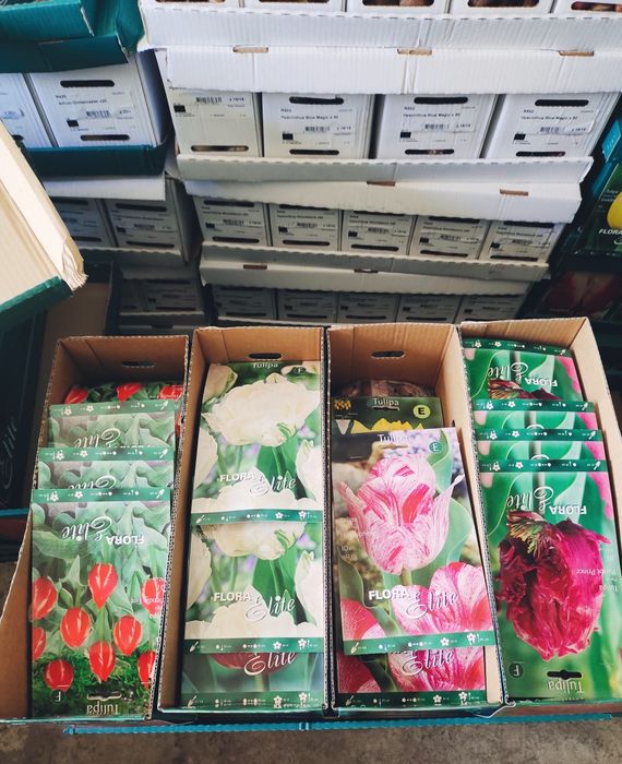 Луковичные растения Сортовые