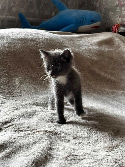 Дарю шустрых котят