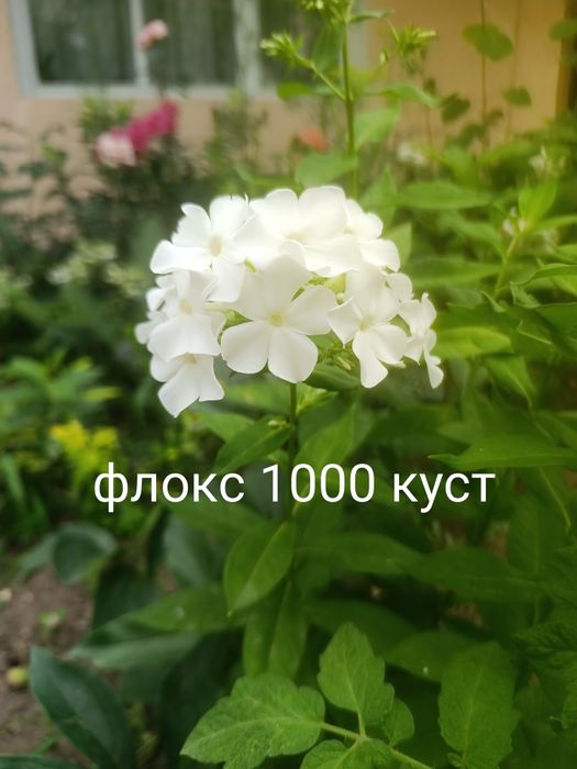 Продам цветы многолетний