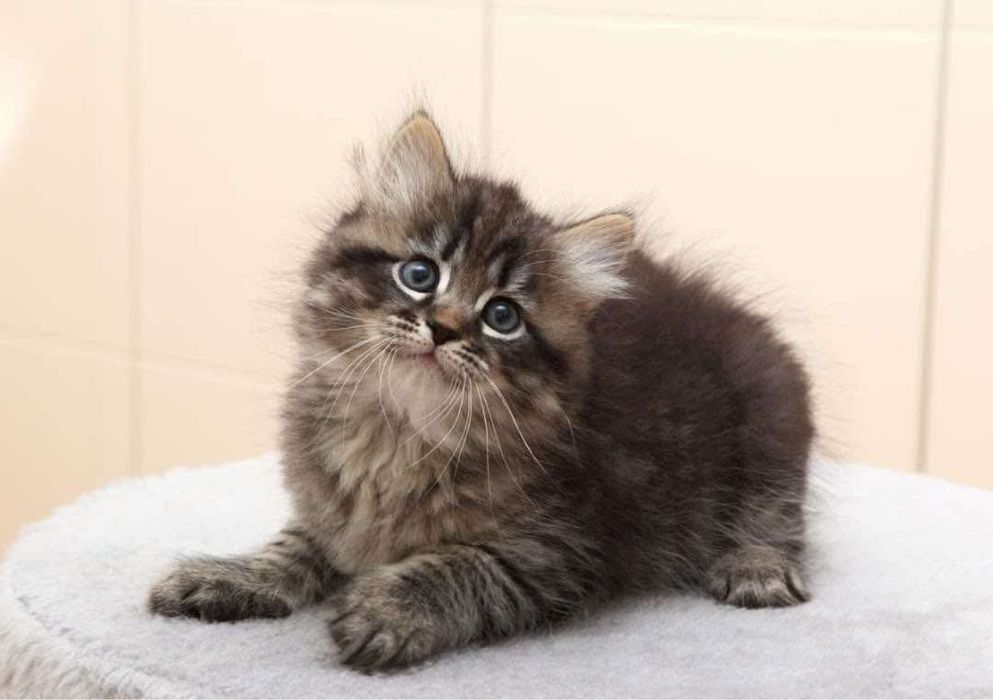 Siberiana de padure fetita