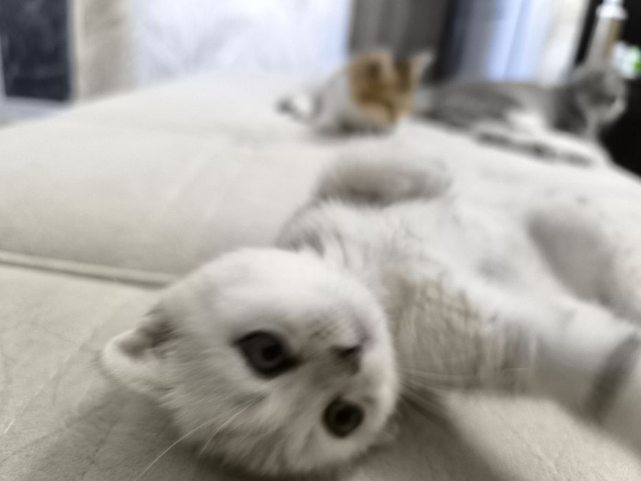 Продаются Скоттиш -Фолд и Скоттиш Страйт девочки и мальчики.