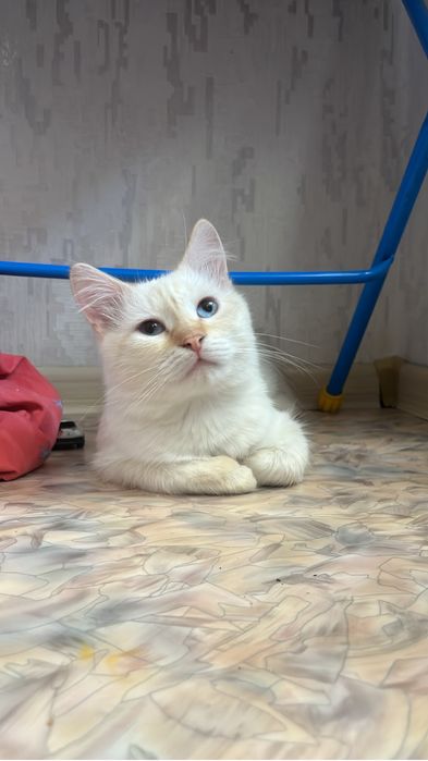 кошка милая,игривая красивая