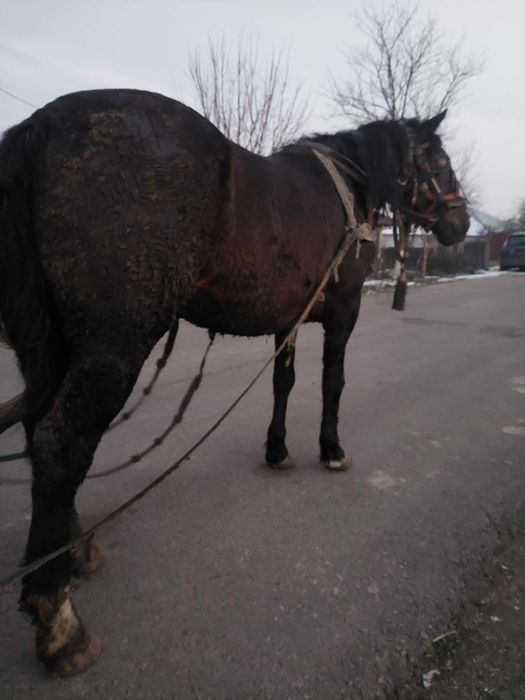Vand cal frumos, ceva pentru pretențioși