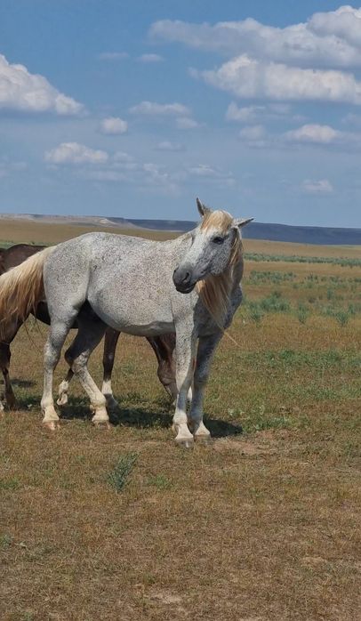 Семіз Айғыр сатылады жуас мінгі