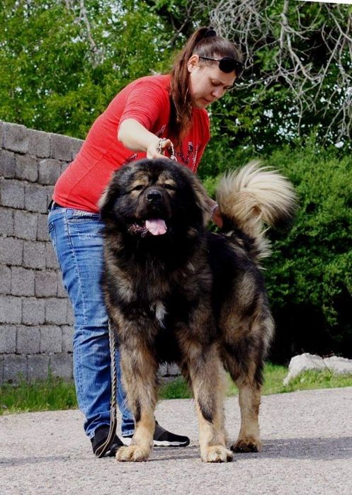 Кавказские овчарки