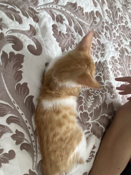 Умный котенок в добрые руки