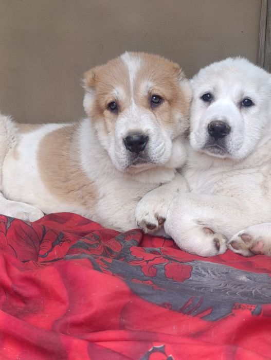 Эксклюзивные  мощные супер Алабайчики