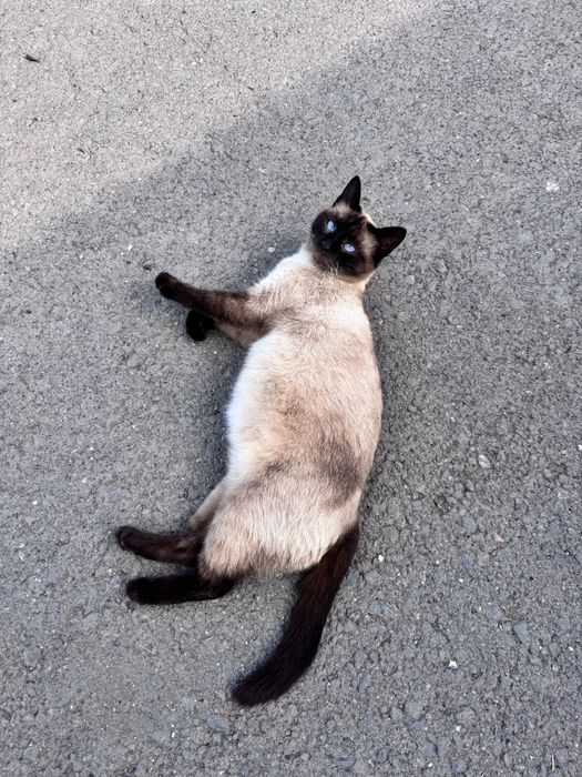 Отдам бесплатно кошку