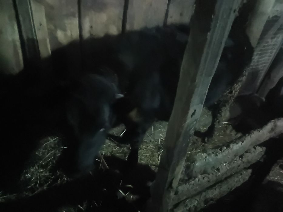 Продам текущий, 8 месяцев