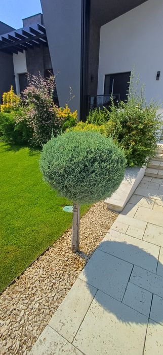 Plante leylandii si multe altele