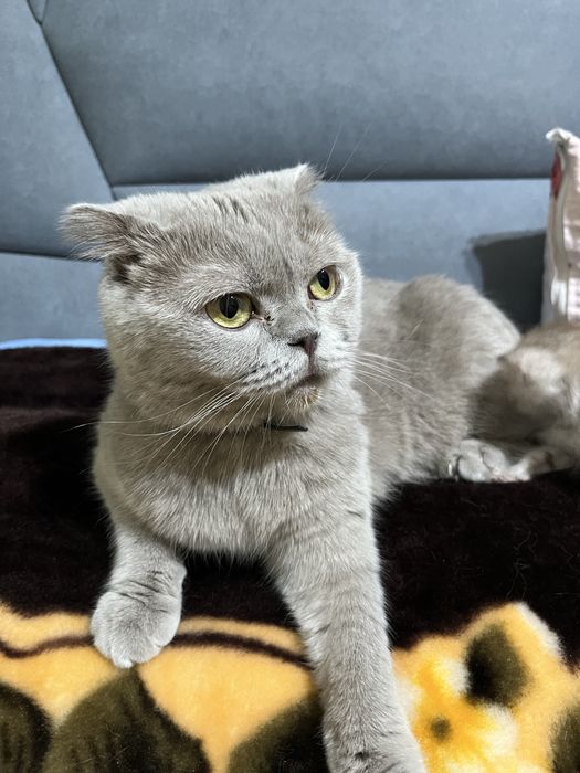 Британская вислоухая кошка