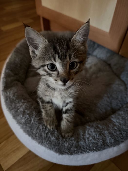 Котята 8 недель, в добрые руки