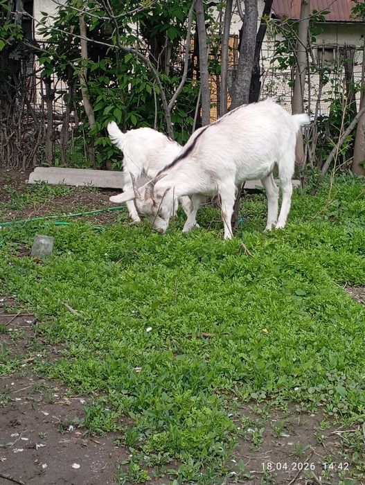 Продам козу с козочкой