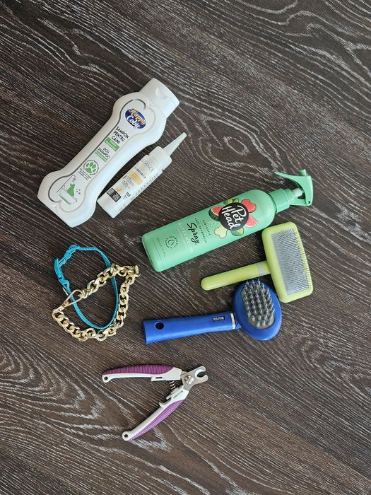 Motan Exotic shorthair