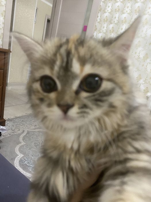 кошка,даром в хорошие руки