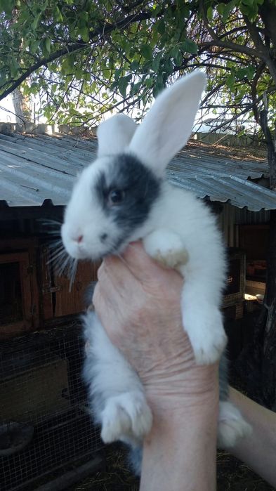Продам кроликов 2 месяца.