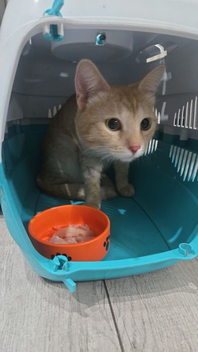 Рыжий Котенок 1 год бесплатно