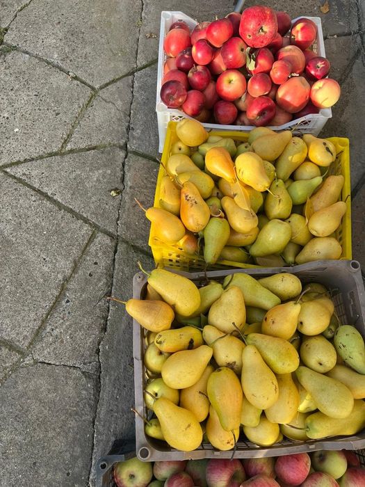 Продажа яблоки, груши