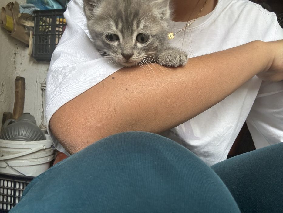 Кошка породистые котята