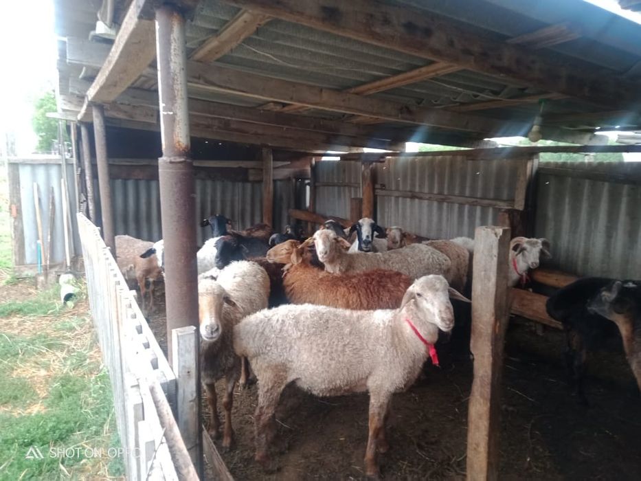 Бараны(мелко-рогатый скот)на продажу