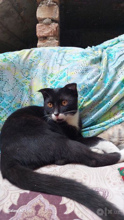 Отдам бесплатно кота в добрые руки