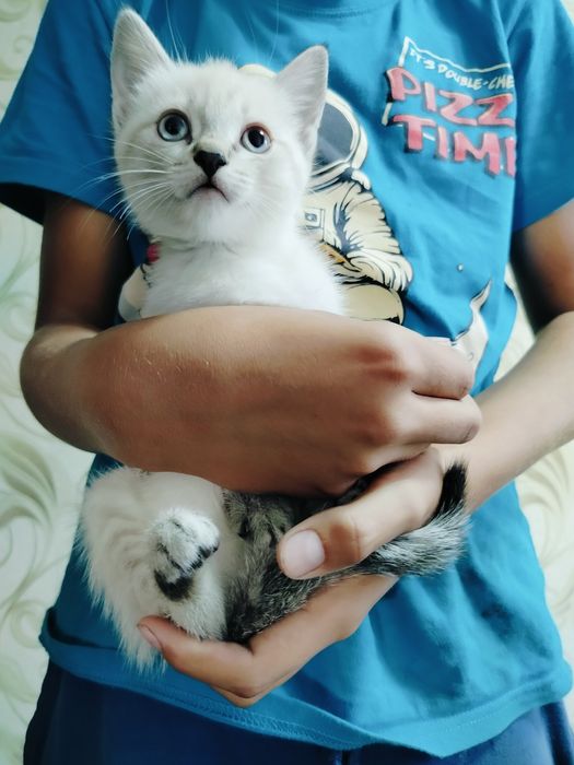 Котята девочки ищут дом