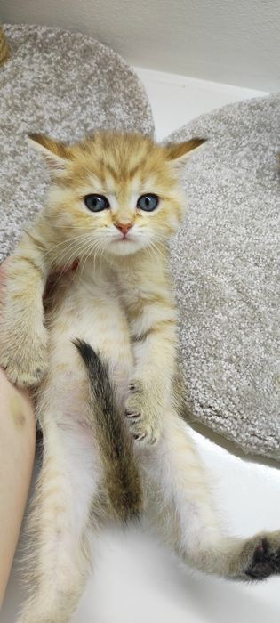 котик БритАнскИй 2 мес