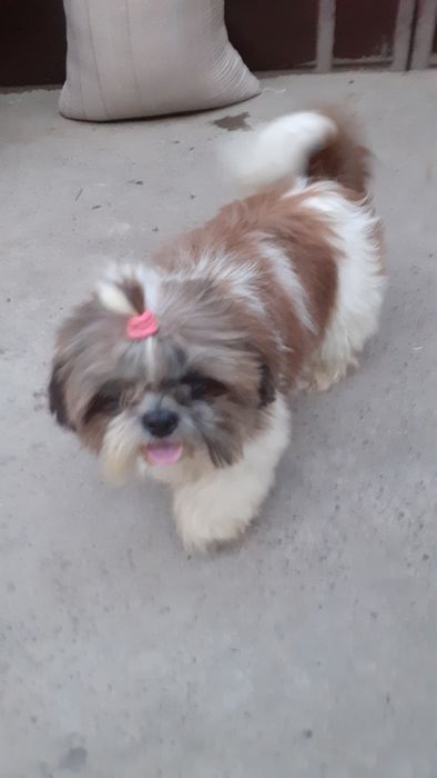 кобель ши-тцу на вязку