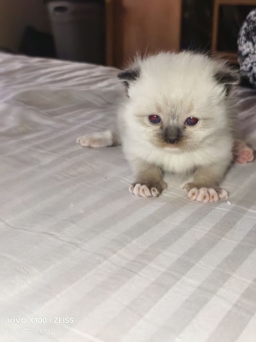 шотландская вислоухая кошка (скоттиш-фолд).