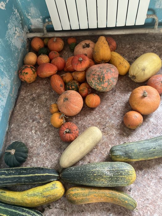 Продам кабачки, картофель тыкву