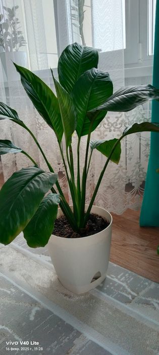 Продам конмантные цветы