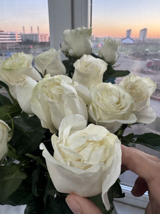 Срочно продам цветы роза