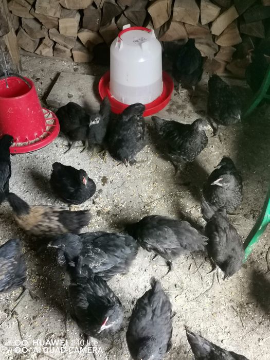 Pui de ţară crescuţi cu cereale
