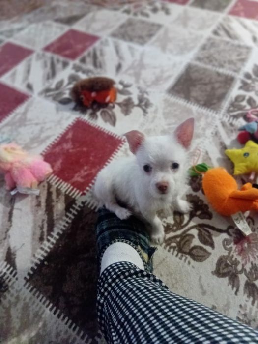 Мини Чихуахуа момченцe