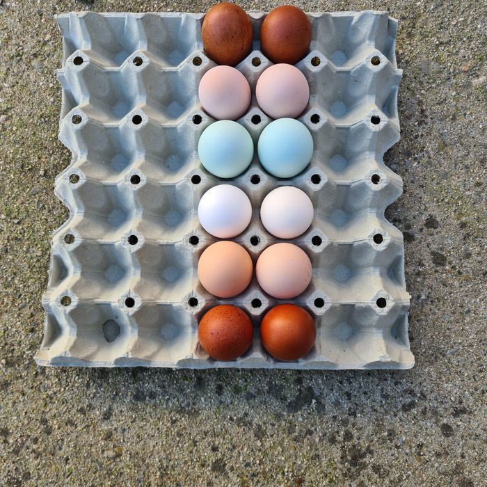 Маран и Амераукана-Цветни великденски яйца от щастливи кокошки