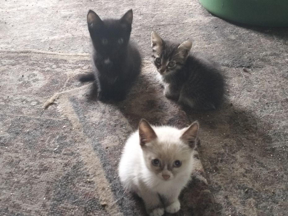 Отдам котят бесплатно