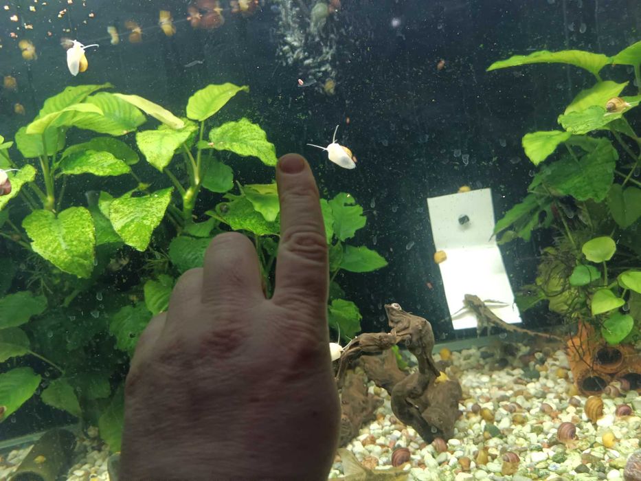 Продам улиток ампулярий